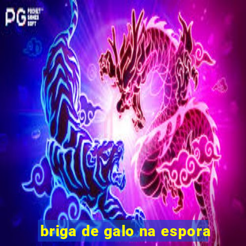 briga de galo na espora