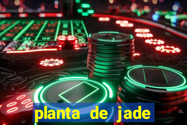 planta de jade significado espiritual